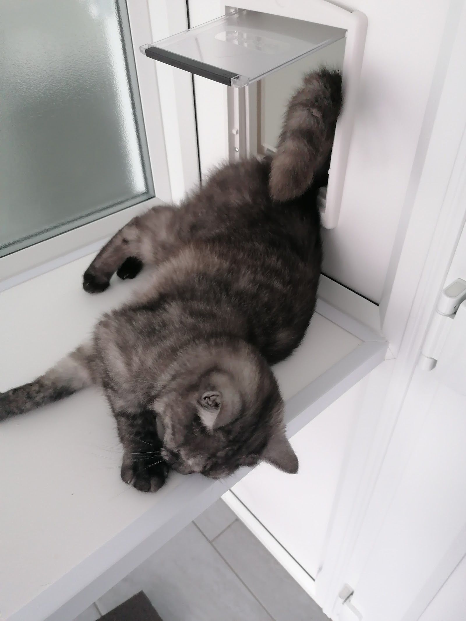 High Peak Cats Lodge