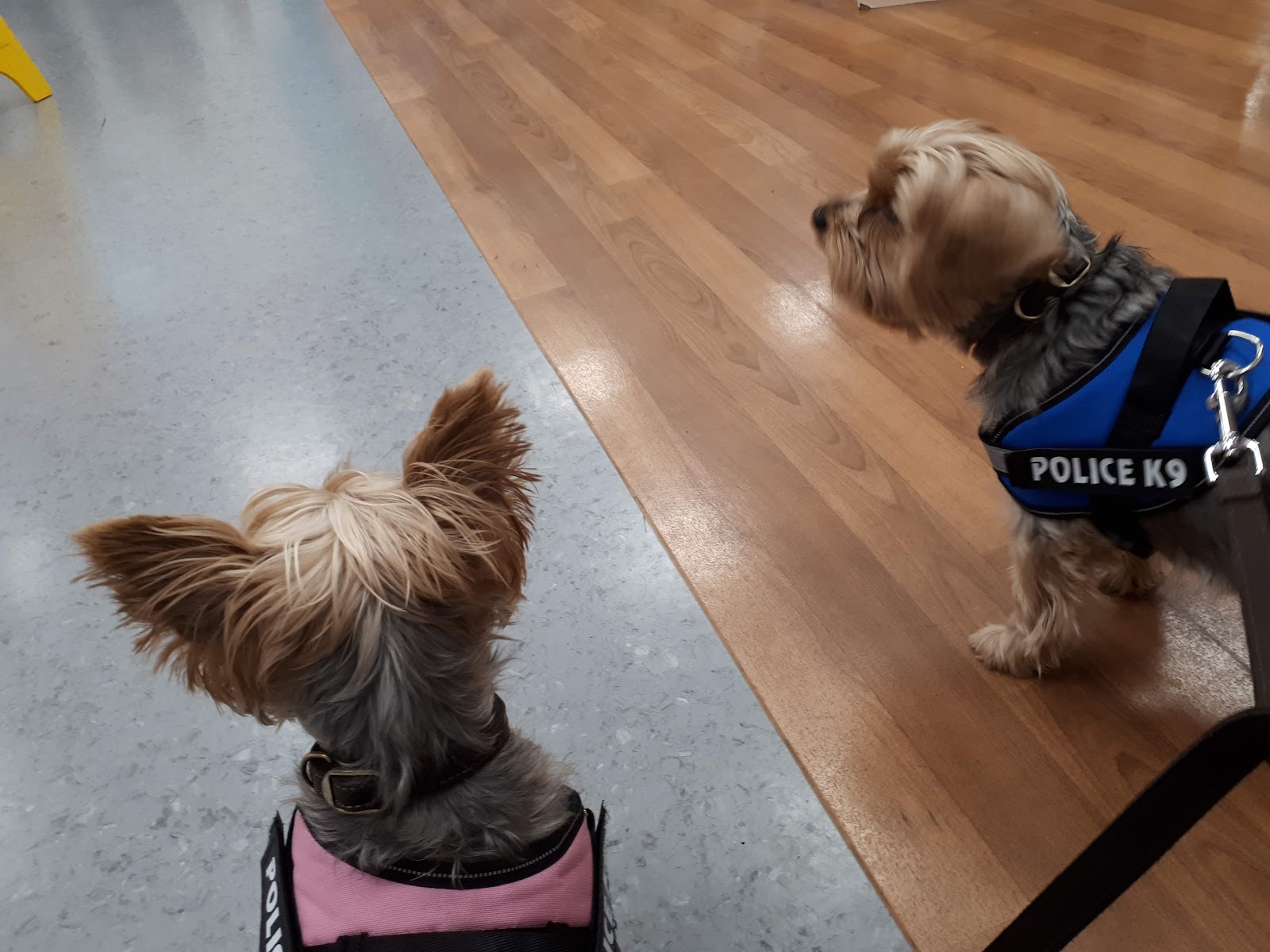 Vets for Pets - Canterbury Sturry Rd