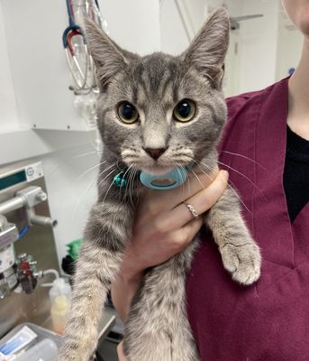 Canterbury Veterinary Surgery