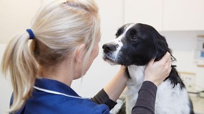 MiNightVet Canterbury