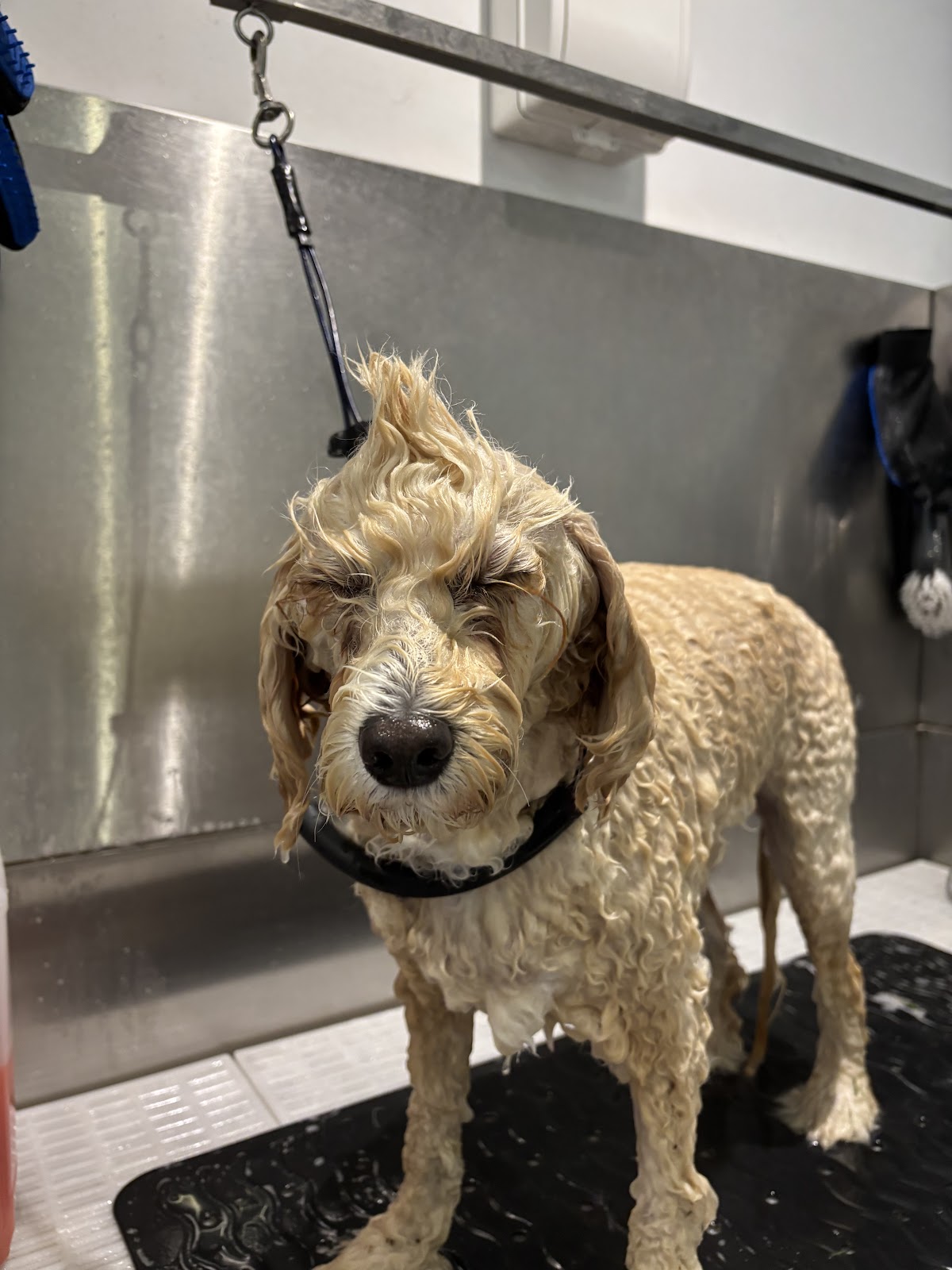 The Hair & Hound Pet Care Services