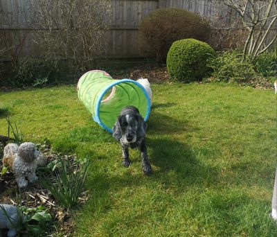 Dig Dogs Walking & Pet Sitting