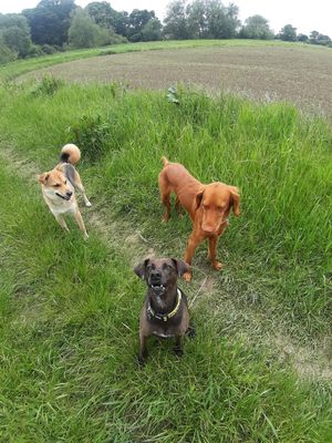 Monty and Me Pet Services