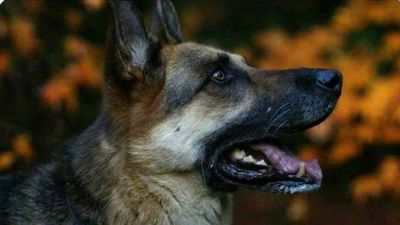 The Chippenham Dog Walker and Pet Care Service