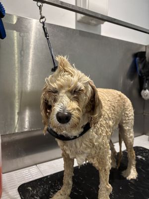 The Hair & Hound Pet Care Services