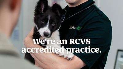 Vets for Pets - Chippenham