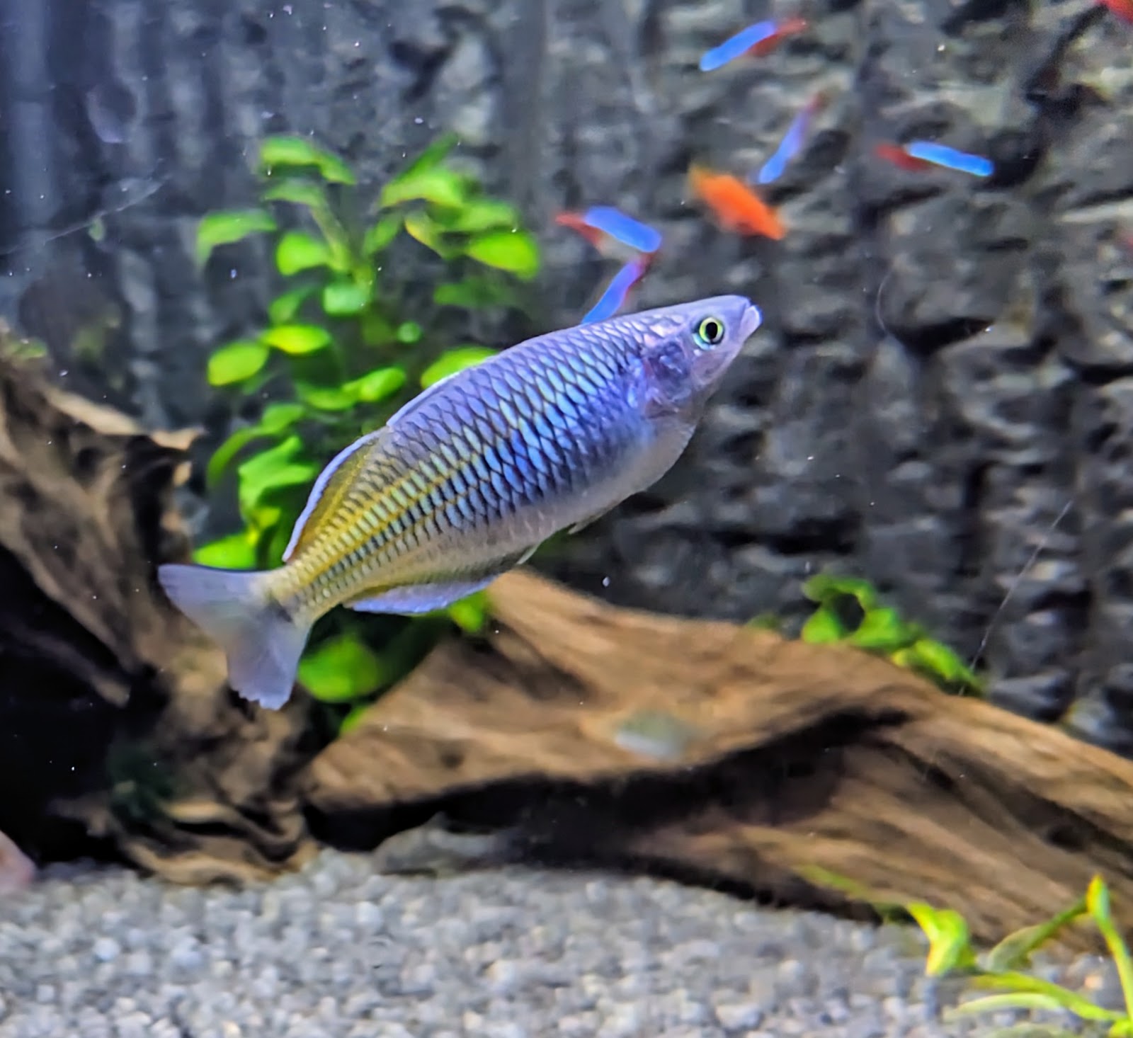 Maidenhead Aquatics Cirencester