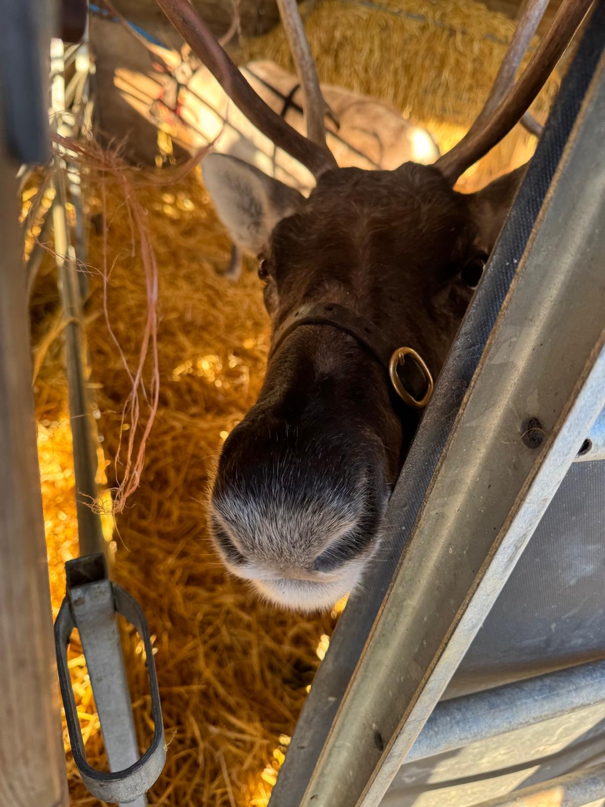 The Cotswold Reindeer Herd