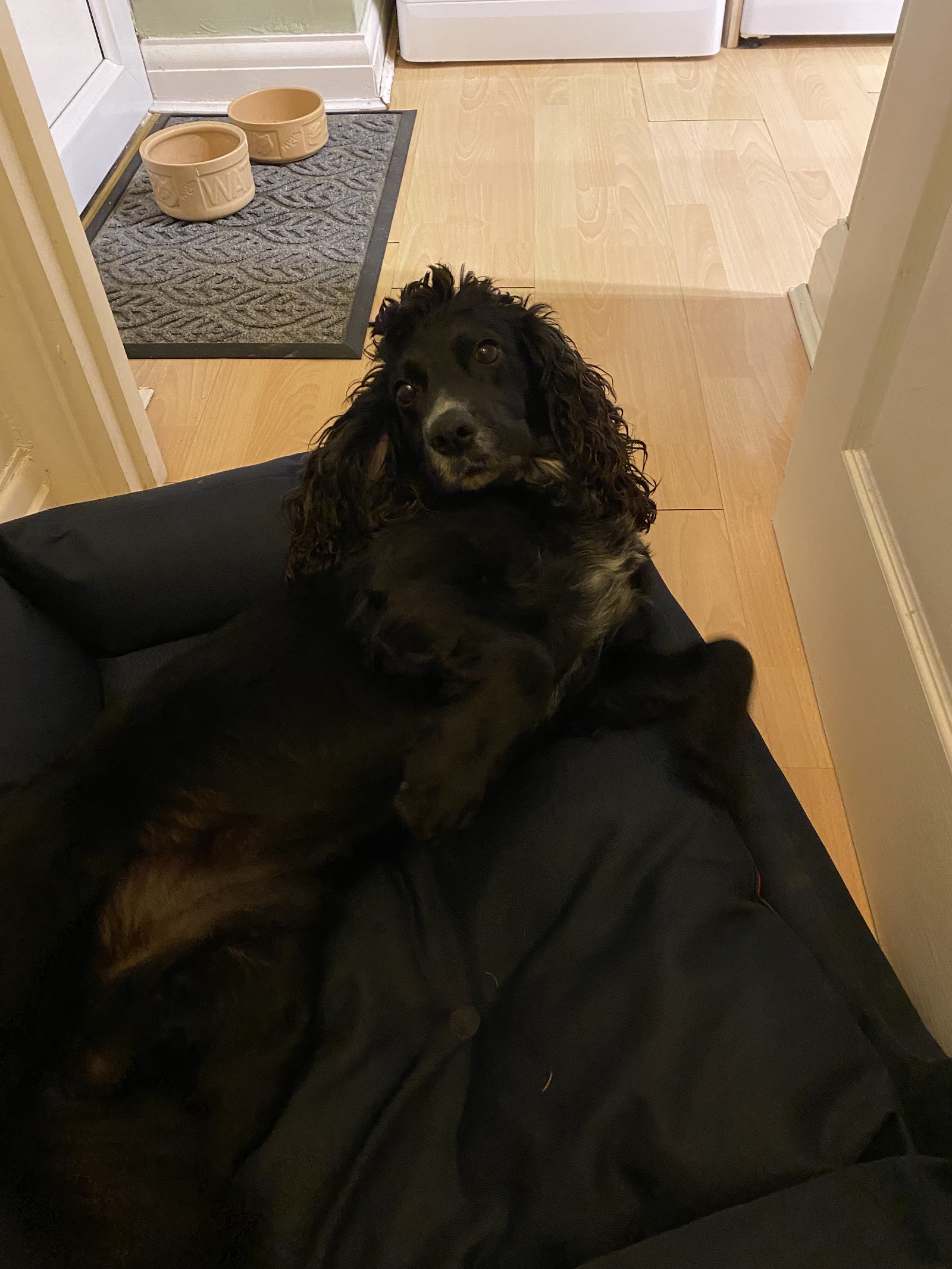 Vets4Pets - Cirencester