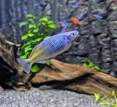 Maidenhead Aquatics Cirencester