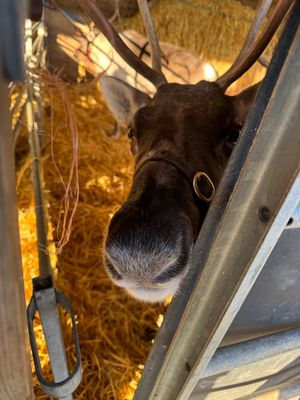 The Cotswold Reindeer Herd