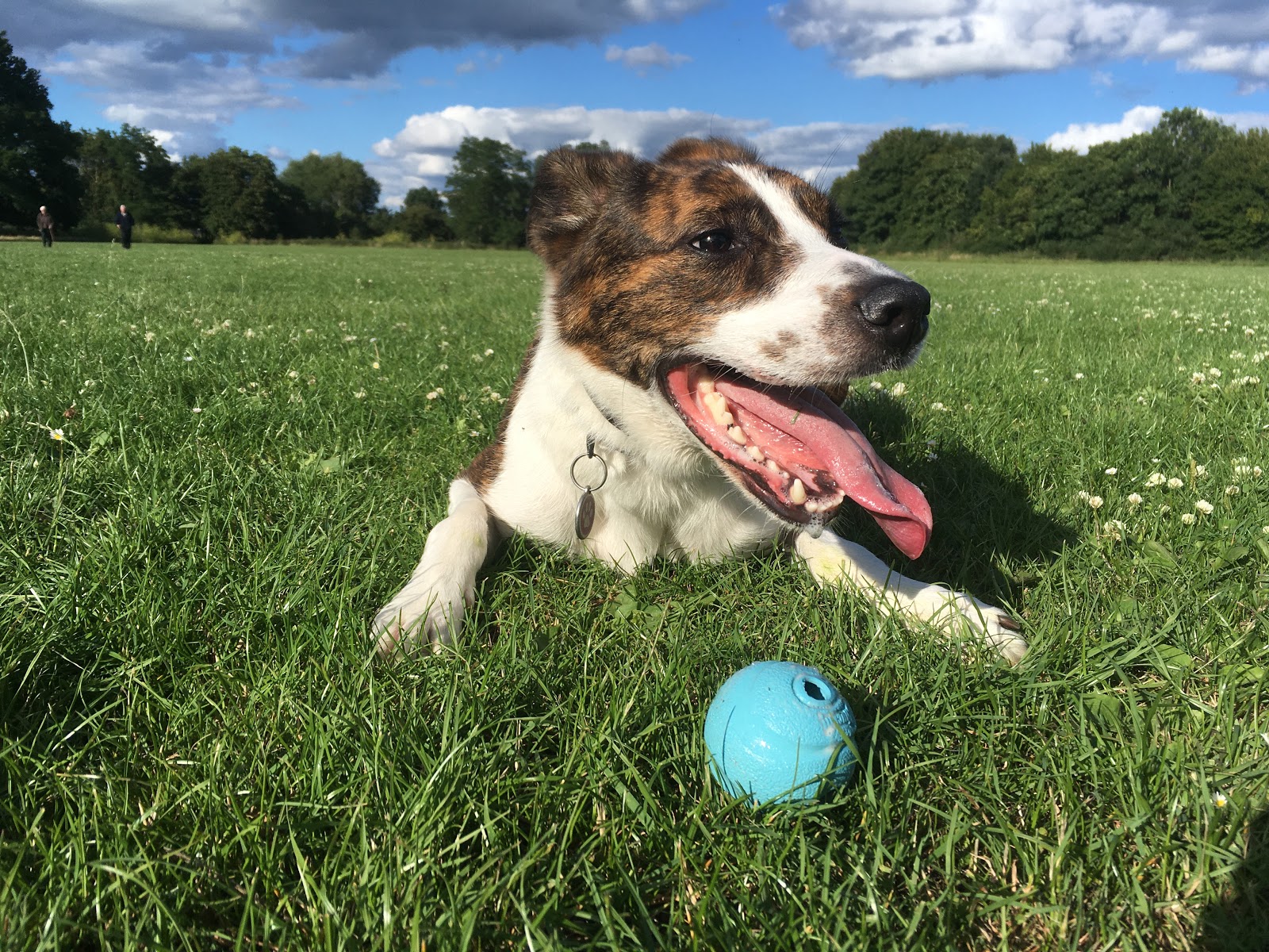 The Mind Vet - Behavioural Medicine Service