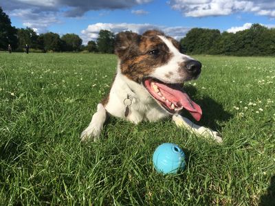 The Mind Vet - Behavioural Medicine Service