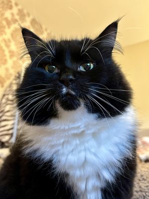 Vets4Pets - Droitwich