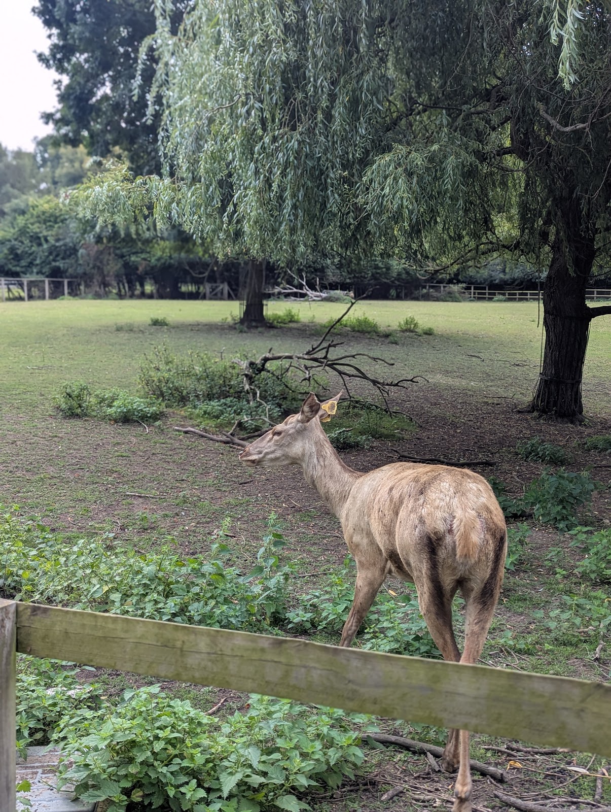 Golders Hill Park Deer Enclosure