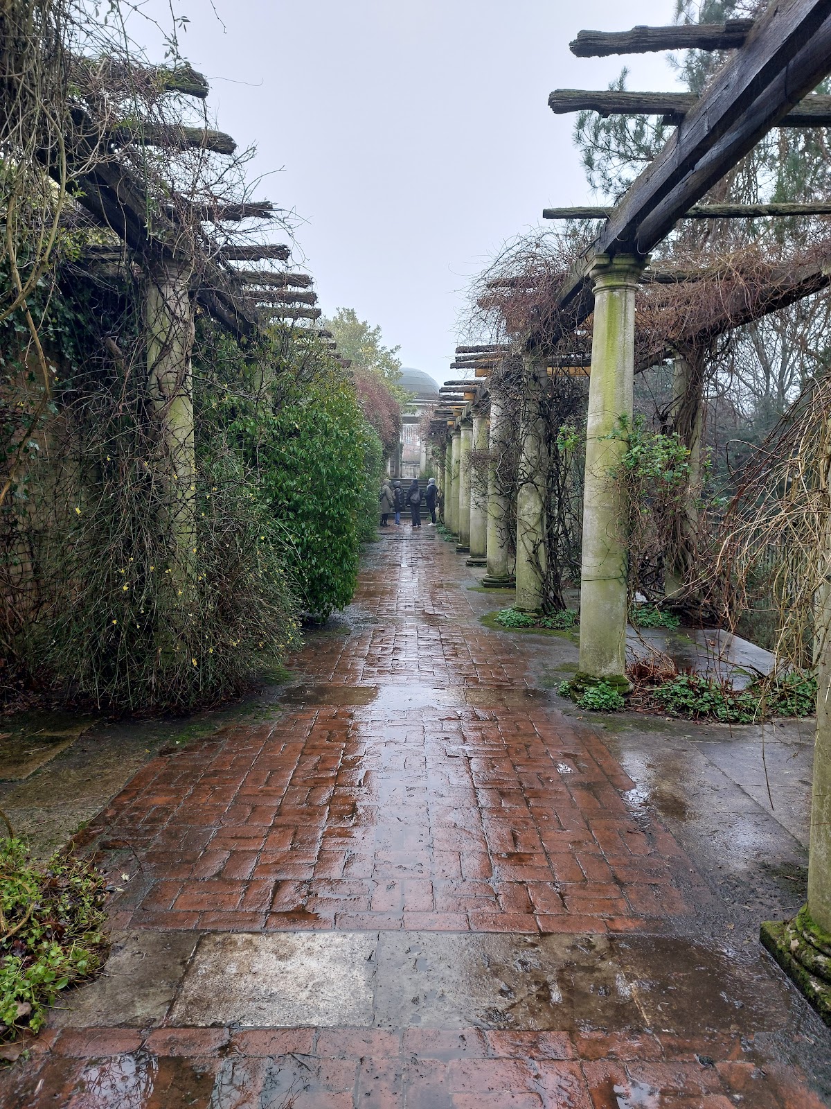 Golders Hill Park Pinetum