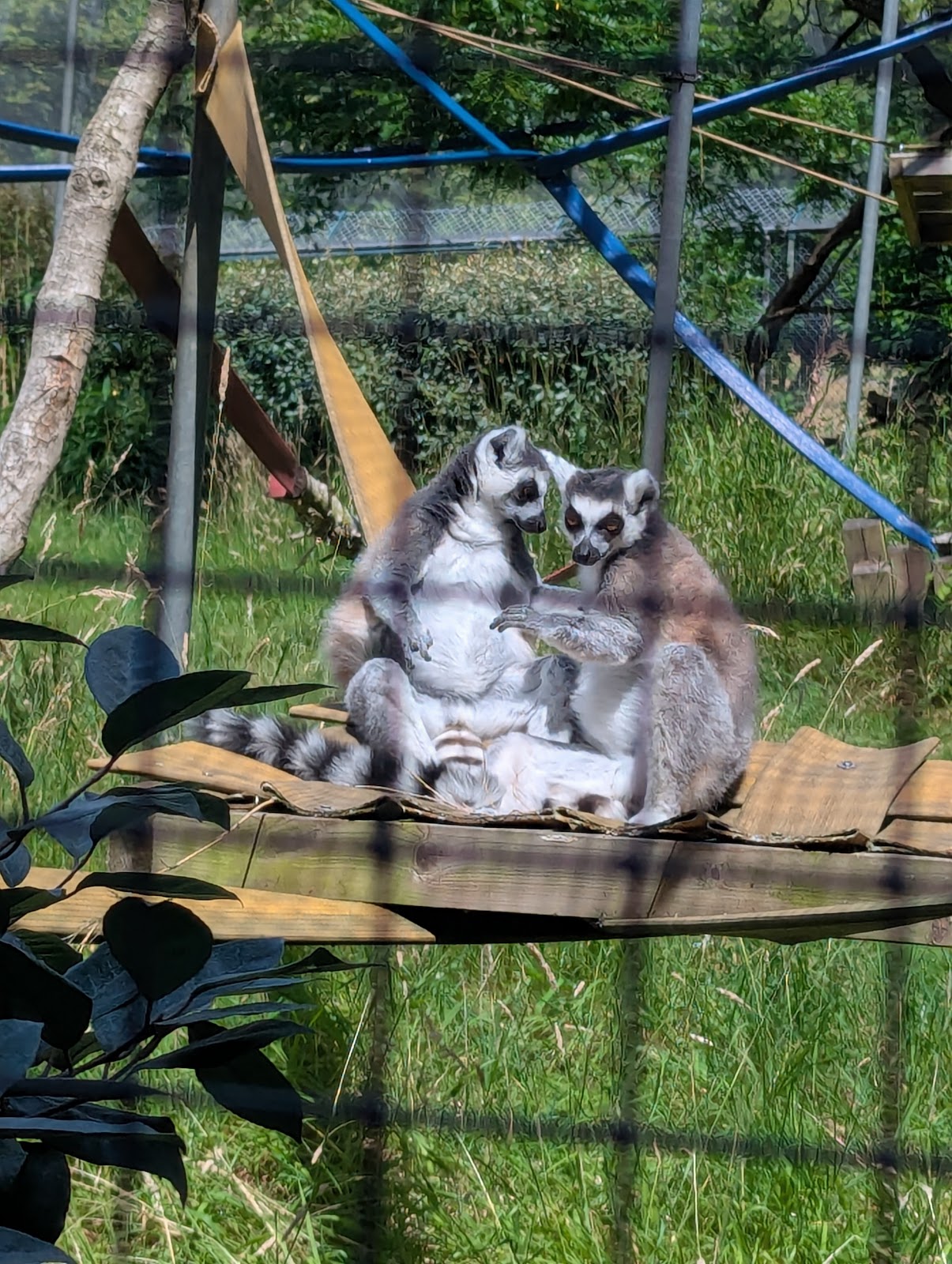 Golders Hill Park Zoo