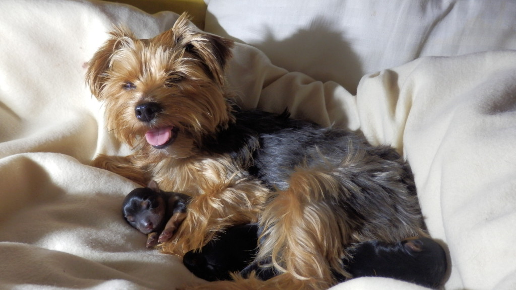 Medivet Temple Fortune