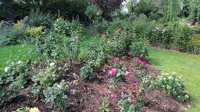Northway Gardens Rose Garden