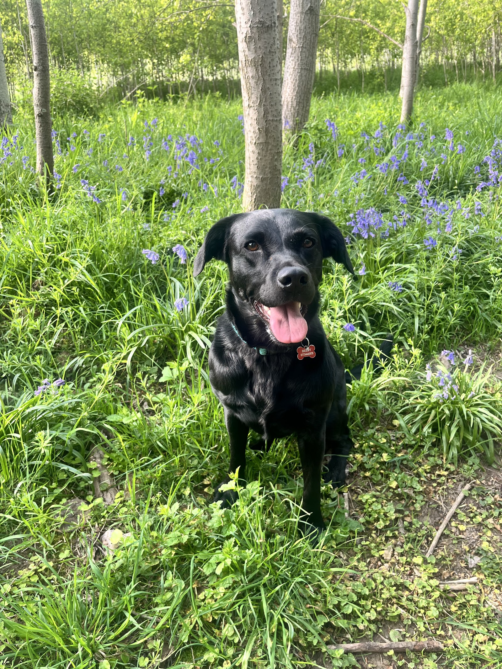 Broughton Veterinary Group, Lutterworth