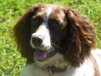 Longcroft Boarding Kennels and Cattery