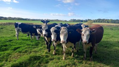 The Green Cow Farm Shop
