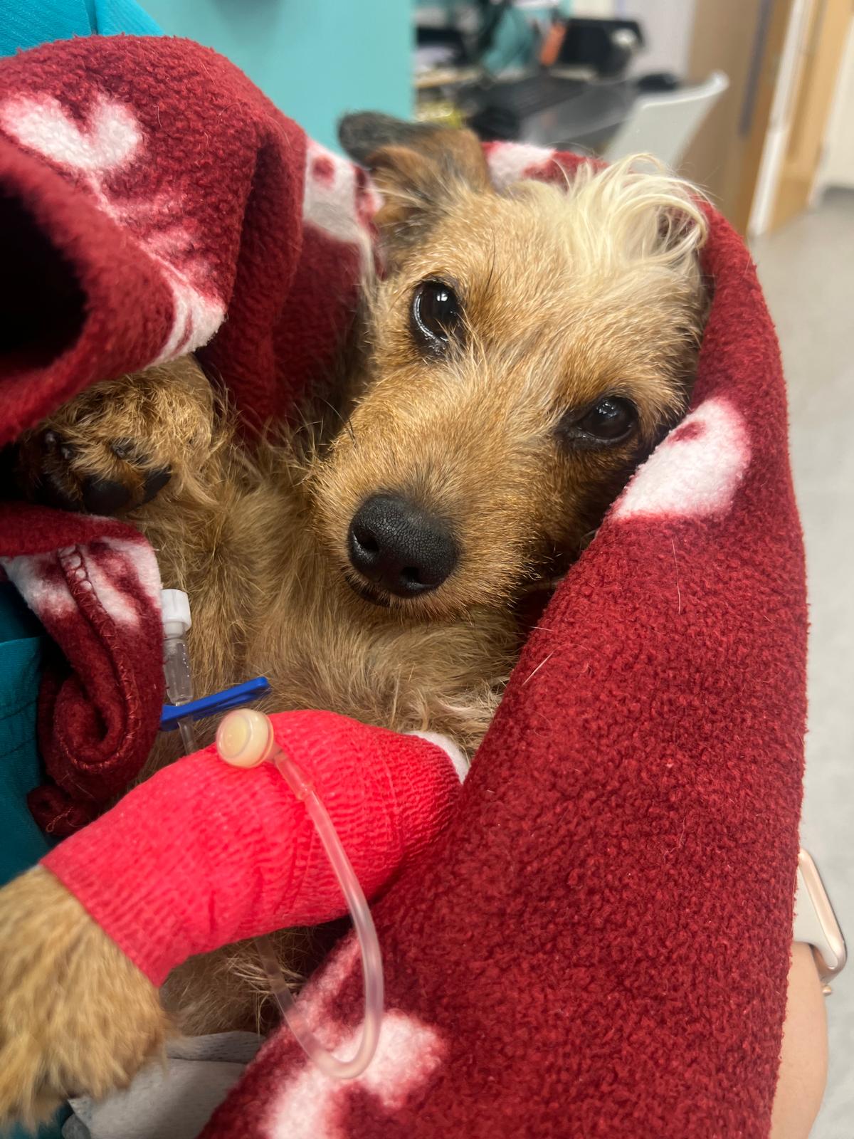 PetPeople Vets - Richmond