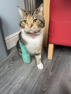 Vets for Pets - Selly Oak