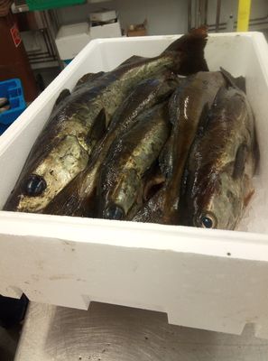 TRAVARA SHELLFISH LTD