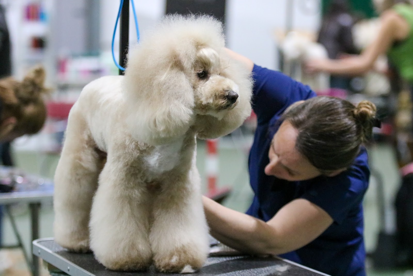 Hey there Delilah - dog grooming