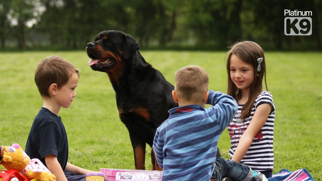 Platinum K9