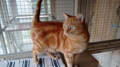 Cats Whiskers Boarding Cattery