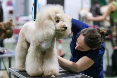 Hey there Delilah - dog grooming