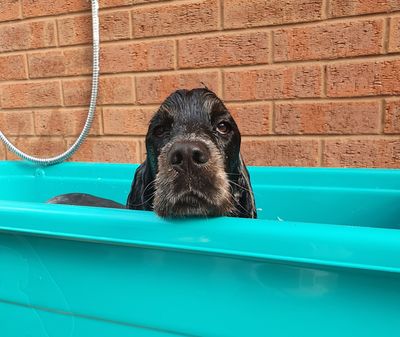 Sophie's Dog Grooming Southwell