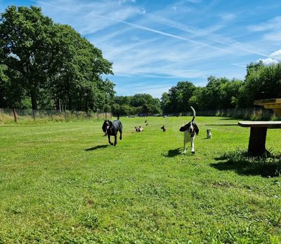 Southwell Secure Dog Field