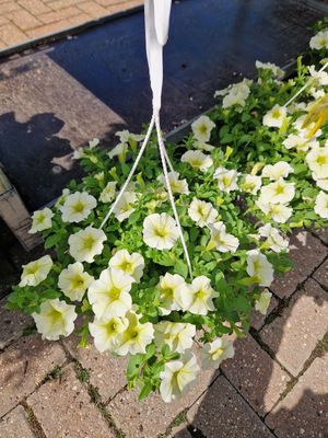 Essex Outdoor Plants